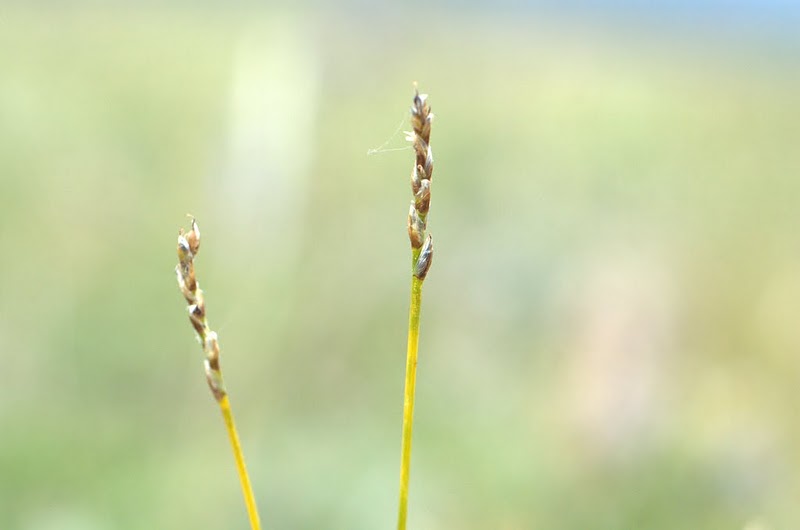 Изображение особи Kobresia myosuroides.