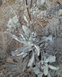 Verbascum