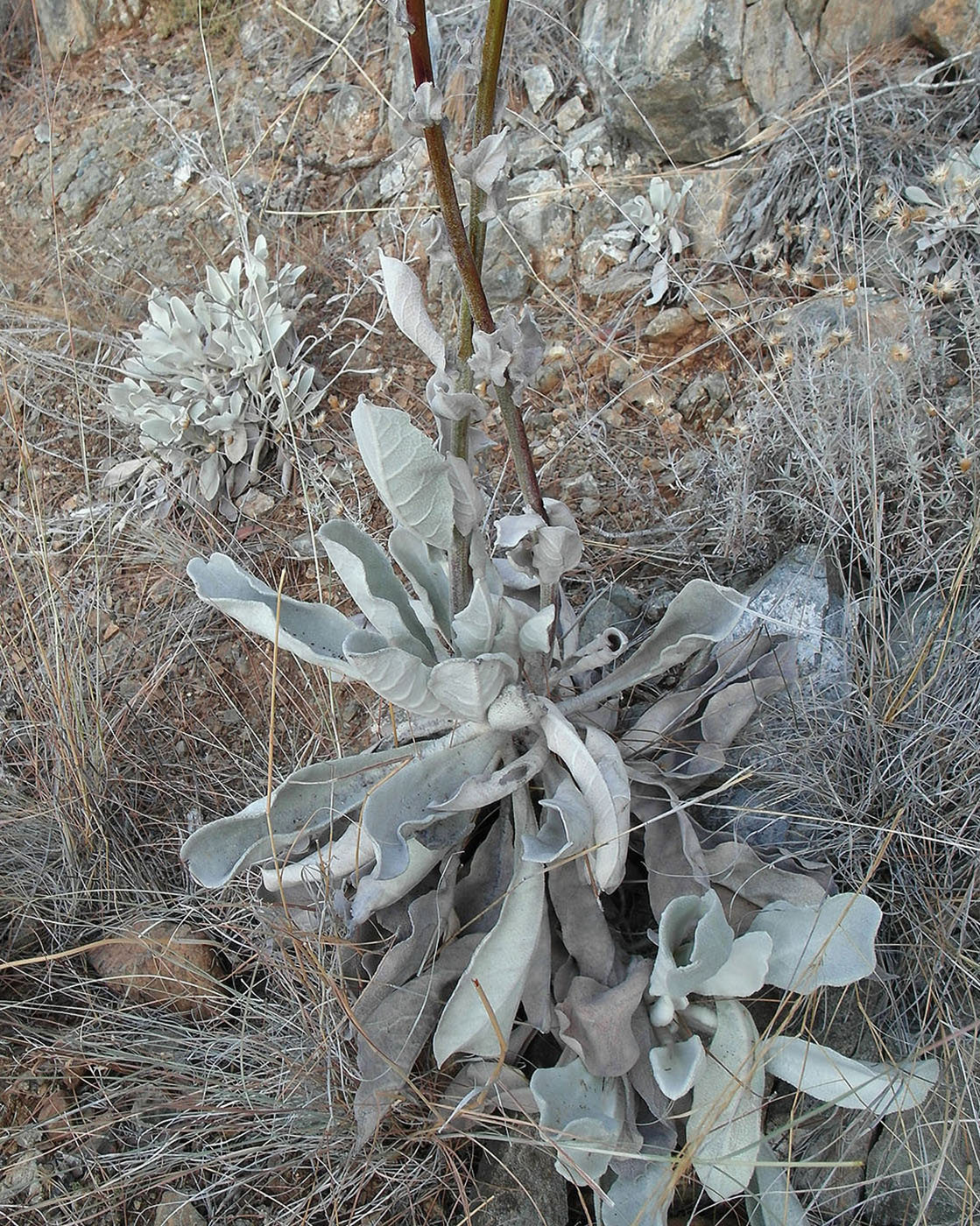 Image of genus Verbascum specimen.