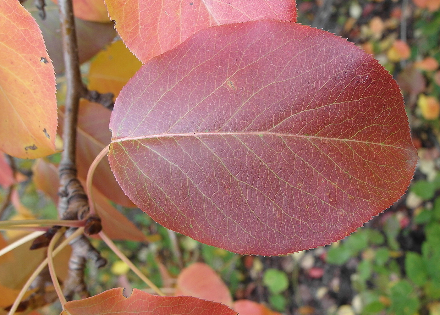 Image of Pyrus communis specimen.