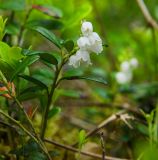 Vaccinium vitis-idaea. Верхушка цветущего побега. Свердловская обл., Карпинский ГО, ур. Галка, долина р. Каква, опушка смешанного леса, в моховой подушке. 9 июня 2023 г.