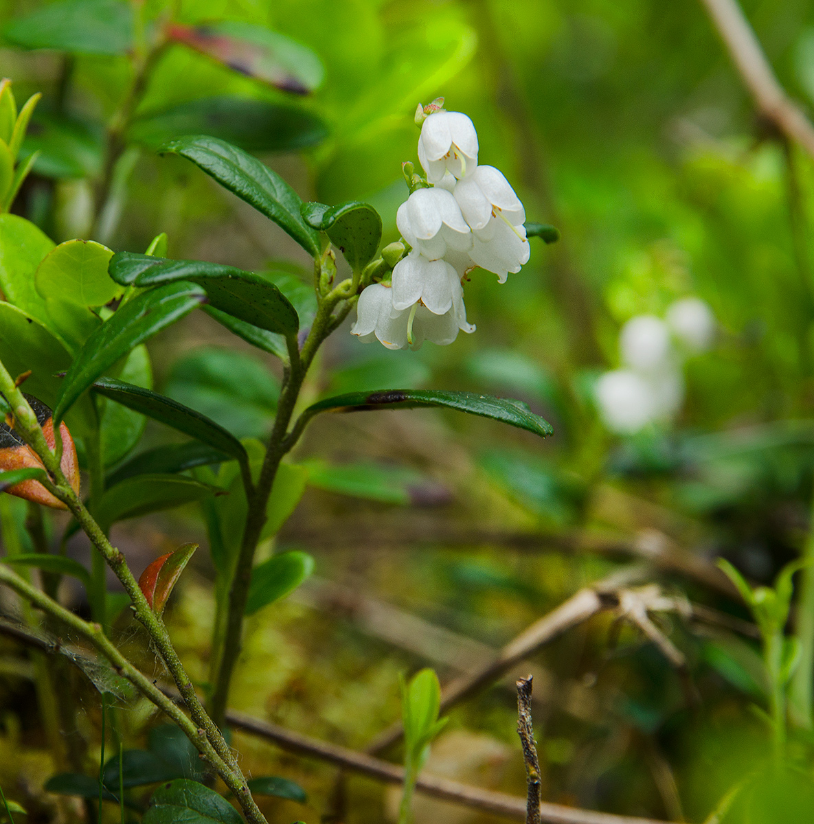 Image of Vaccinium vitis-idaea specimen.