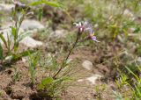 Aster sibiricus