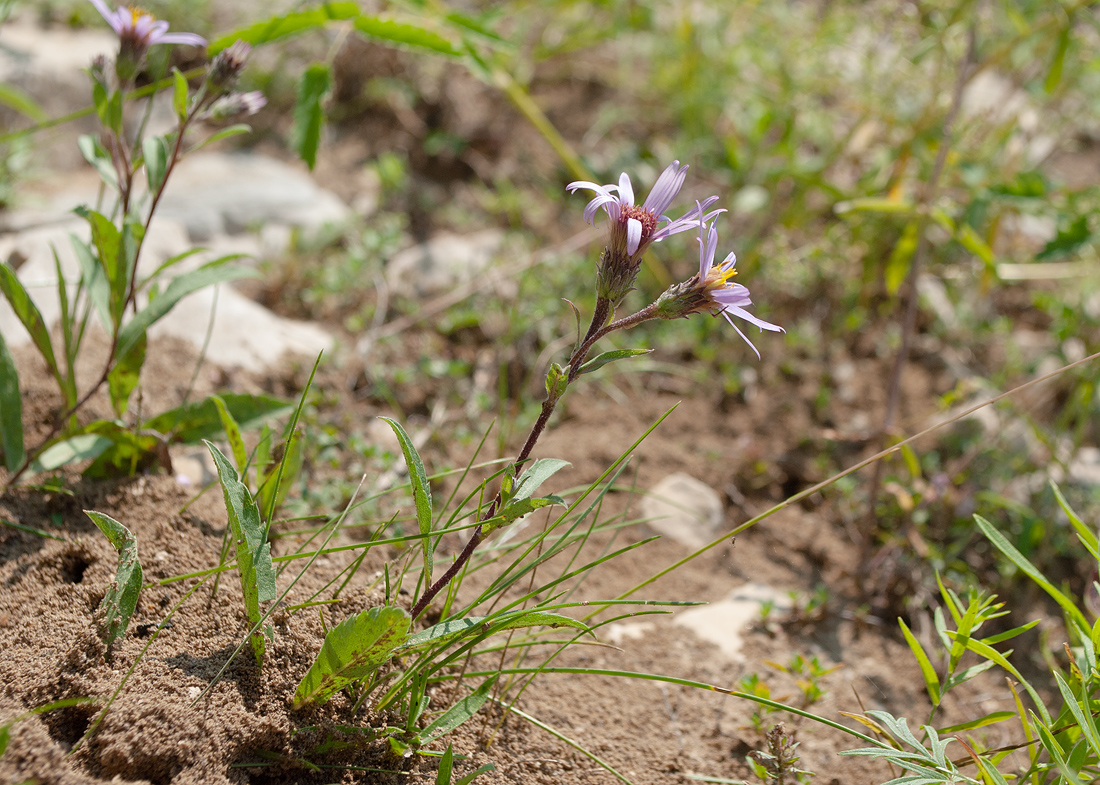 Image of Aster sibiricus specimen.