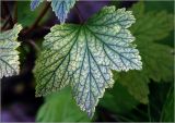 Ribes nigrum. Лист с аномальной окраской. Московская обл., Раменский р-н, окр. дер. Хрипань, садовый участок. 07.07.2023.