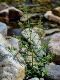 genus Epilobium. Цветущее и плодоносящее растение. Приморье, Тернейский р-н, долина р. Заболоченная, прибрежный галечник. 08.08.2012.