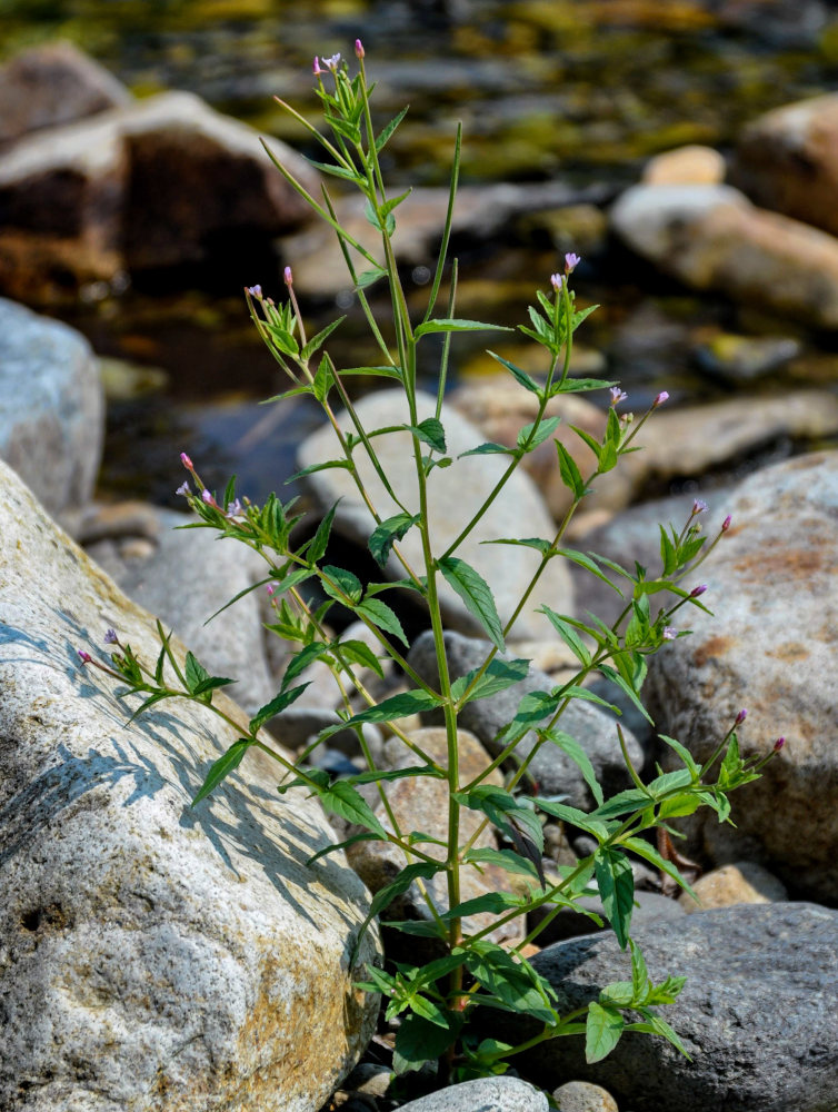 Изображение особи род Epilobium.