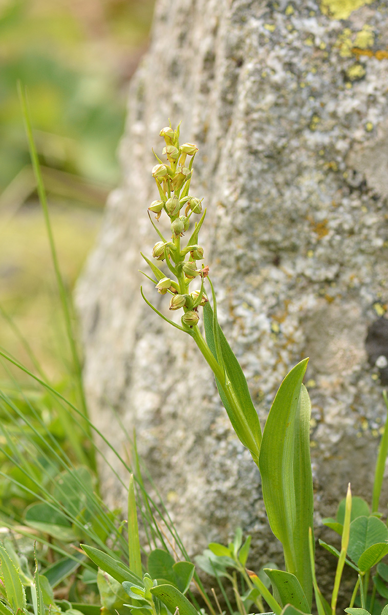 Image of Dactylorhiza viridis specimen.