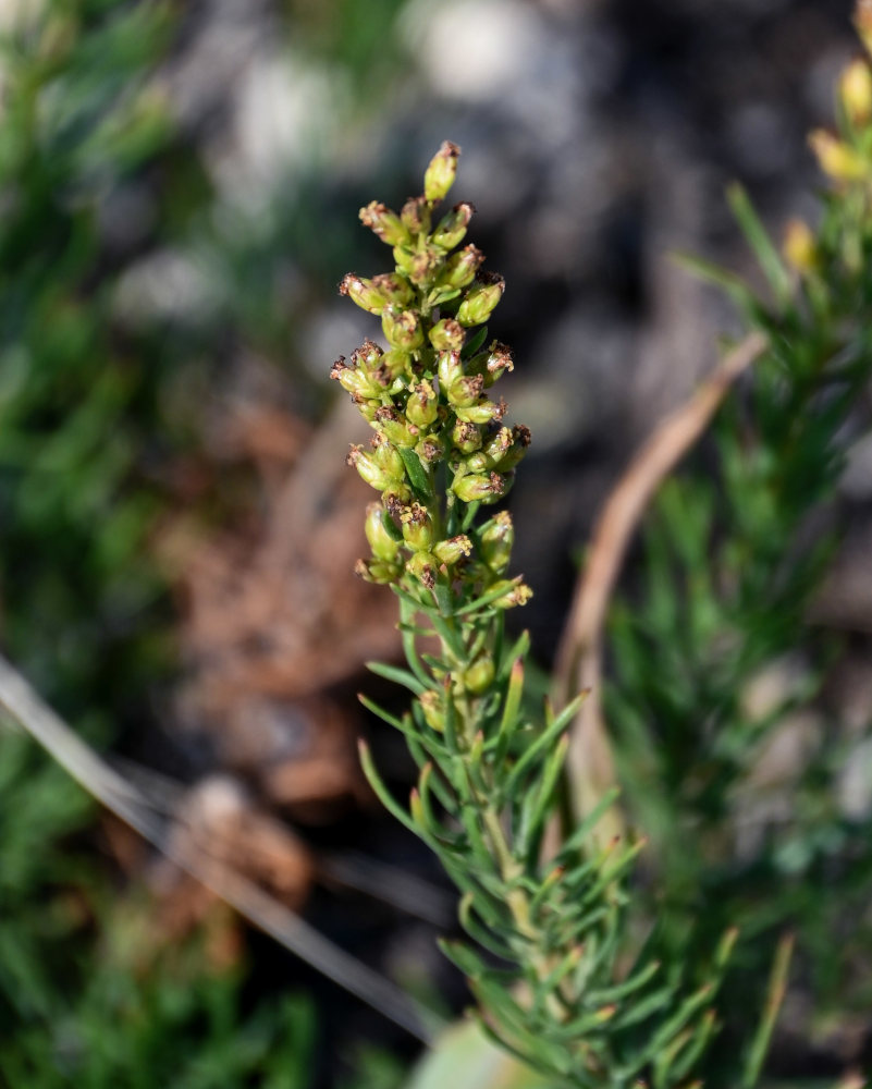 Изображение особи Artemisia salsoloides.