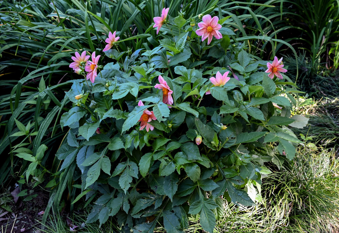 Image of Dahlia pinnata specimen.