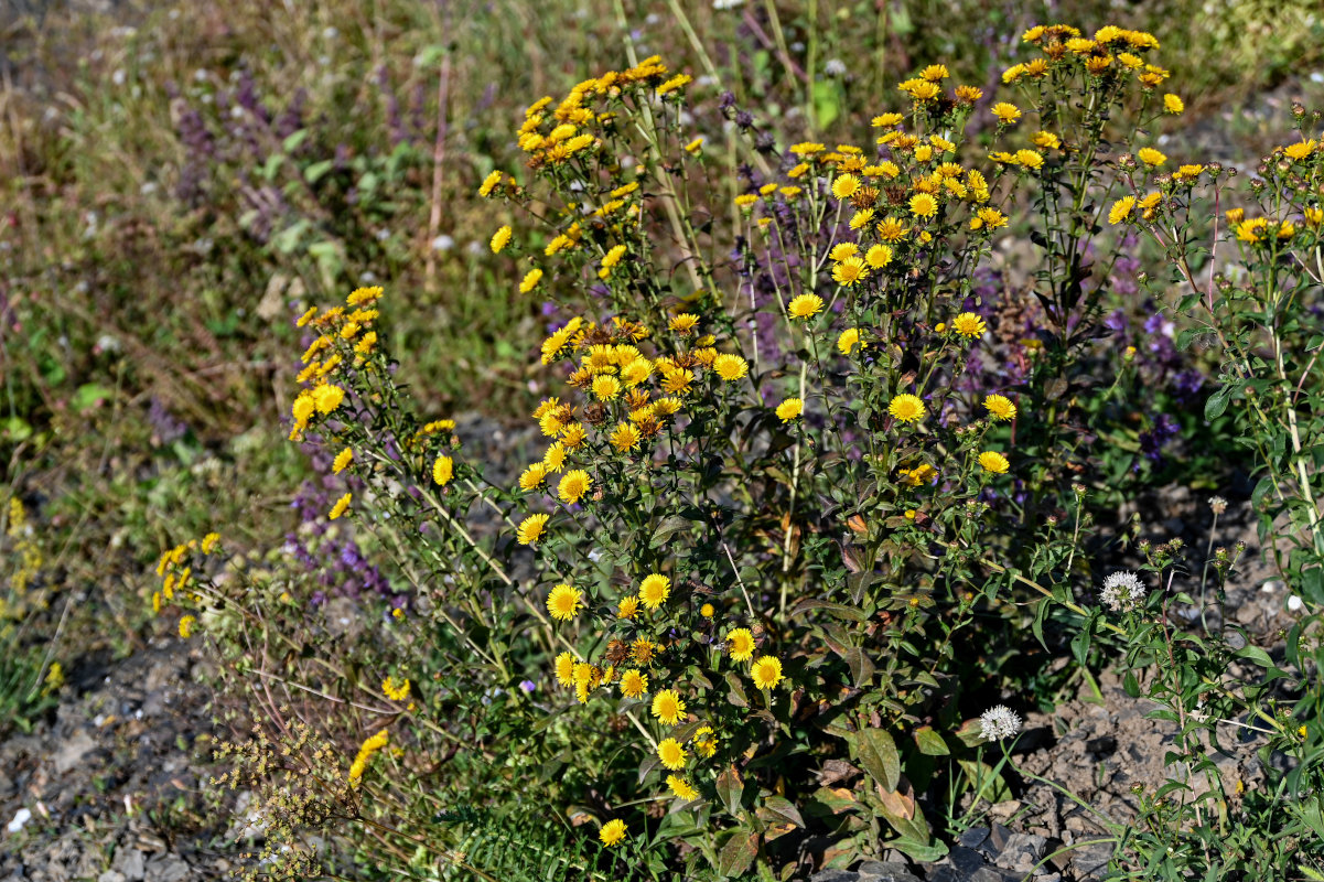Изображение особи Inula aspera.
