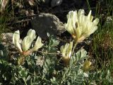 Astragalus helmii. Цветущее растение. Башкирия, гора Куштау. 28.05.2006.