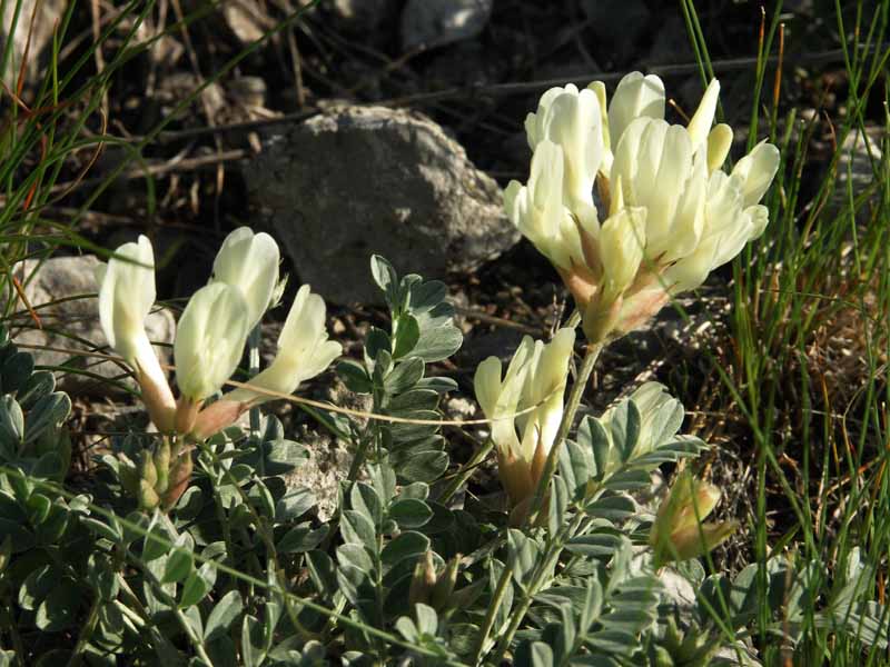 Image of Astragalus helmii specimen.
