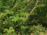 Potentilla intermedia