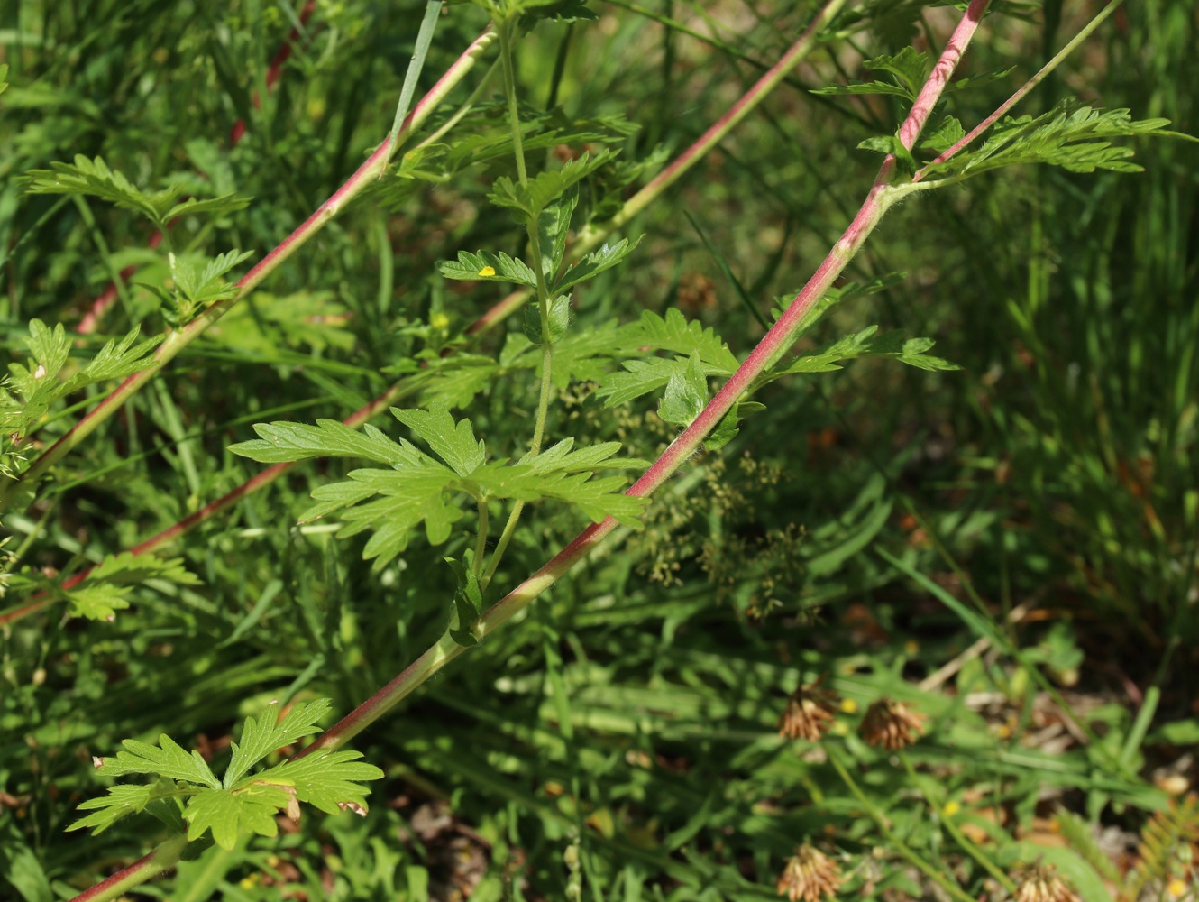 Изображение особи Potentilla intermedia.