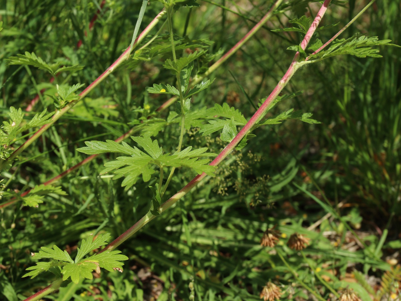 Image of Potentilla intermedia specimen.