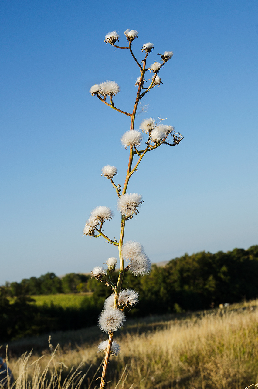 Image of Picris hieracioides specimen.