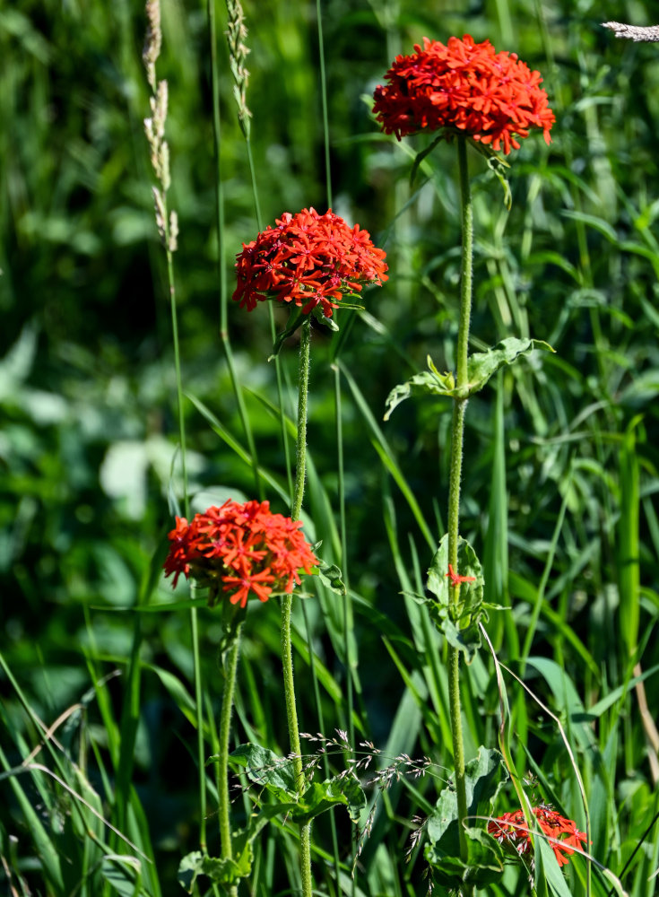 Изображение особи Lychnis chalcedonica.