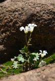 Saxifraga sibirica