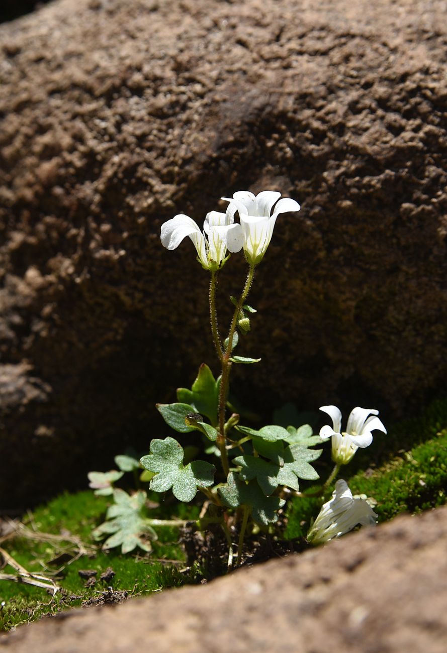 Изображение особи Saxifraga sibirica.