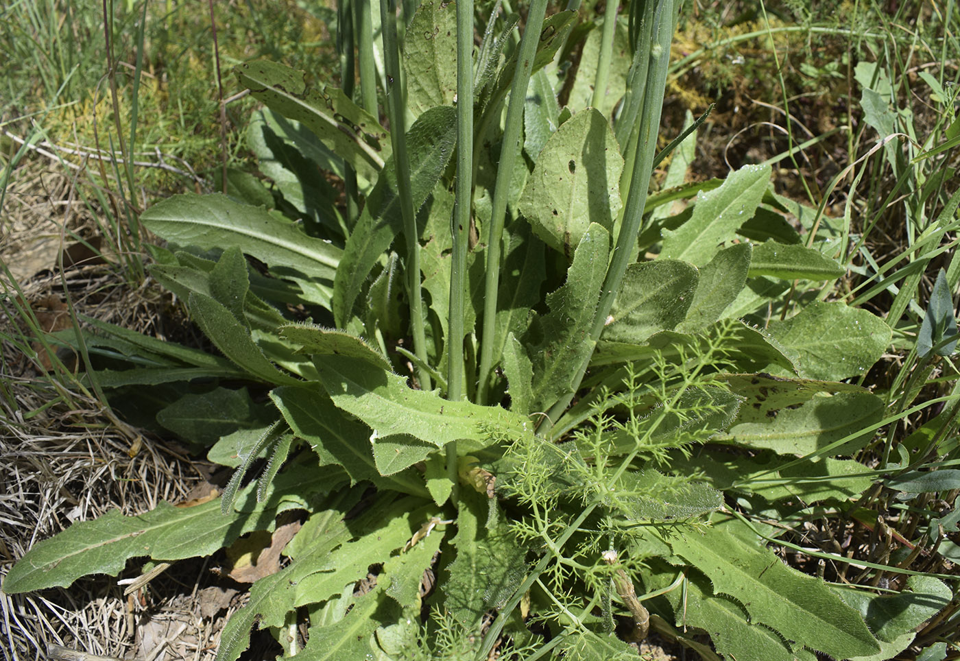 Image of Hypochaeris radicata specimen.