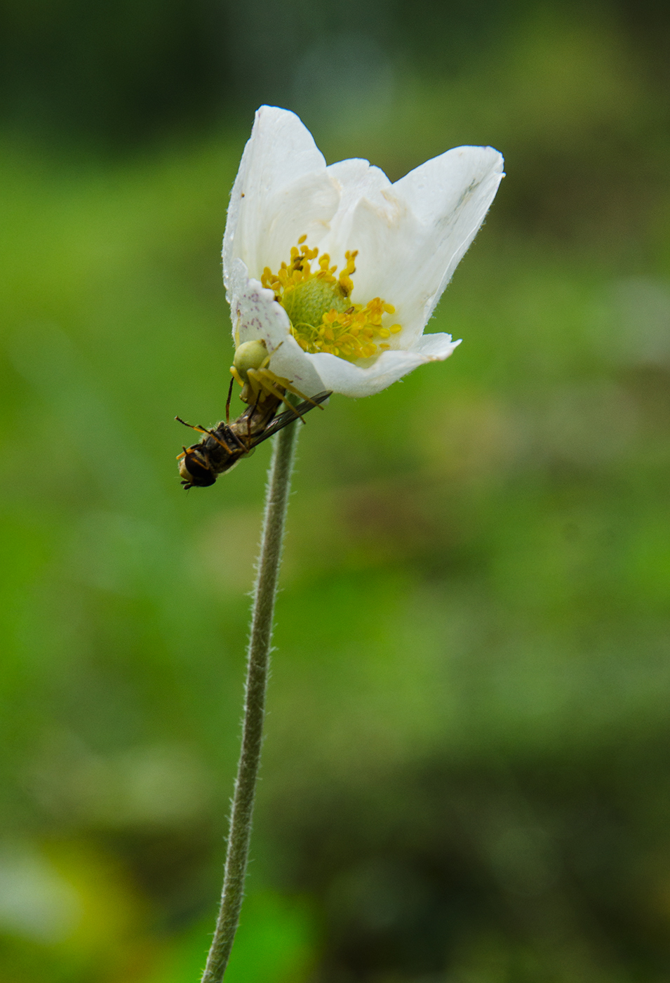 Image of Anemone sylvestris specimen.