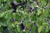 genus Ficus