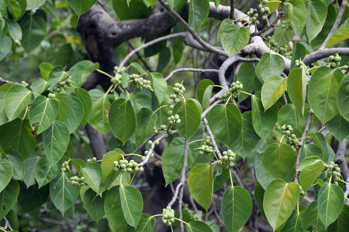 Изображение особи род Ficus.