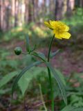 Ranunculus propinquus