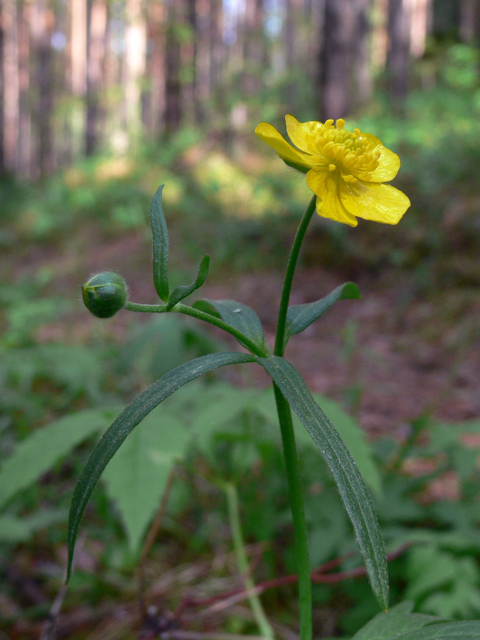 Изображение особи Ranunculus propinquus.