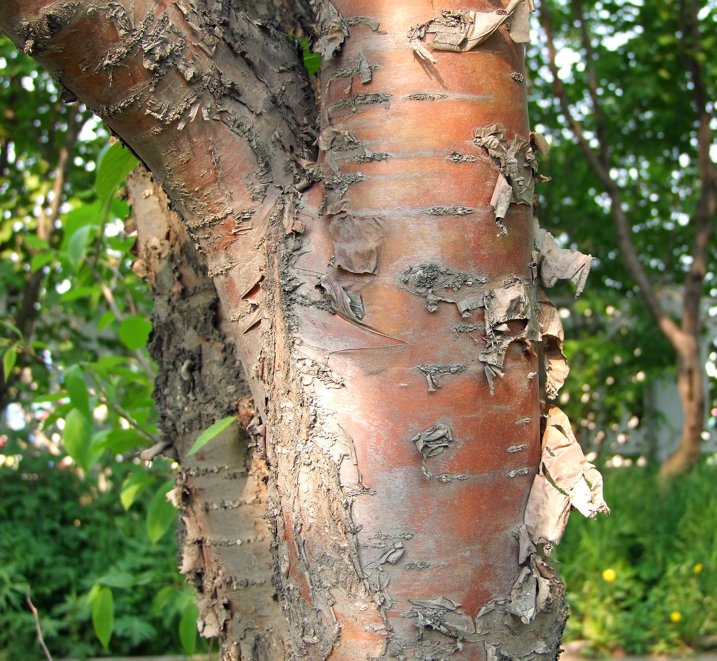 Image of Padus maackii specimen.