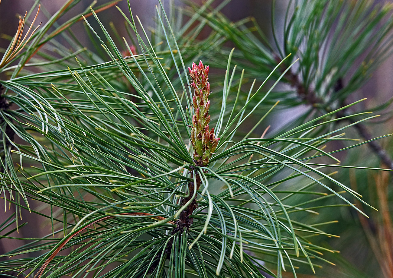 Изображение особи Pinus sibirica.