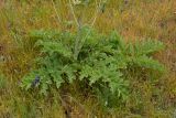 Phlomoides kaufmanniana