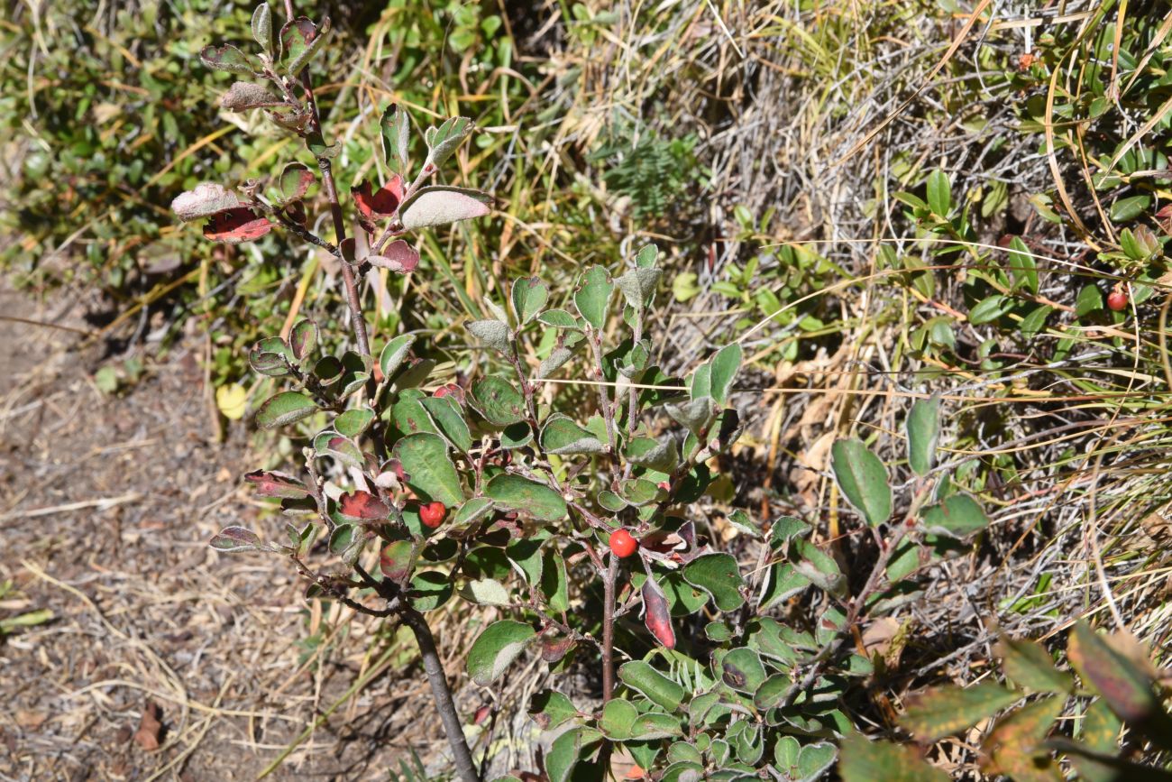 Image of Cotoneaster integerrimus specimen.