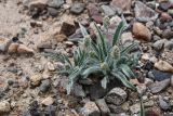 Plantago minuta