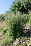 Urtica dioica