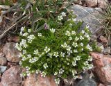 Minuartia biflora
