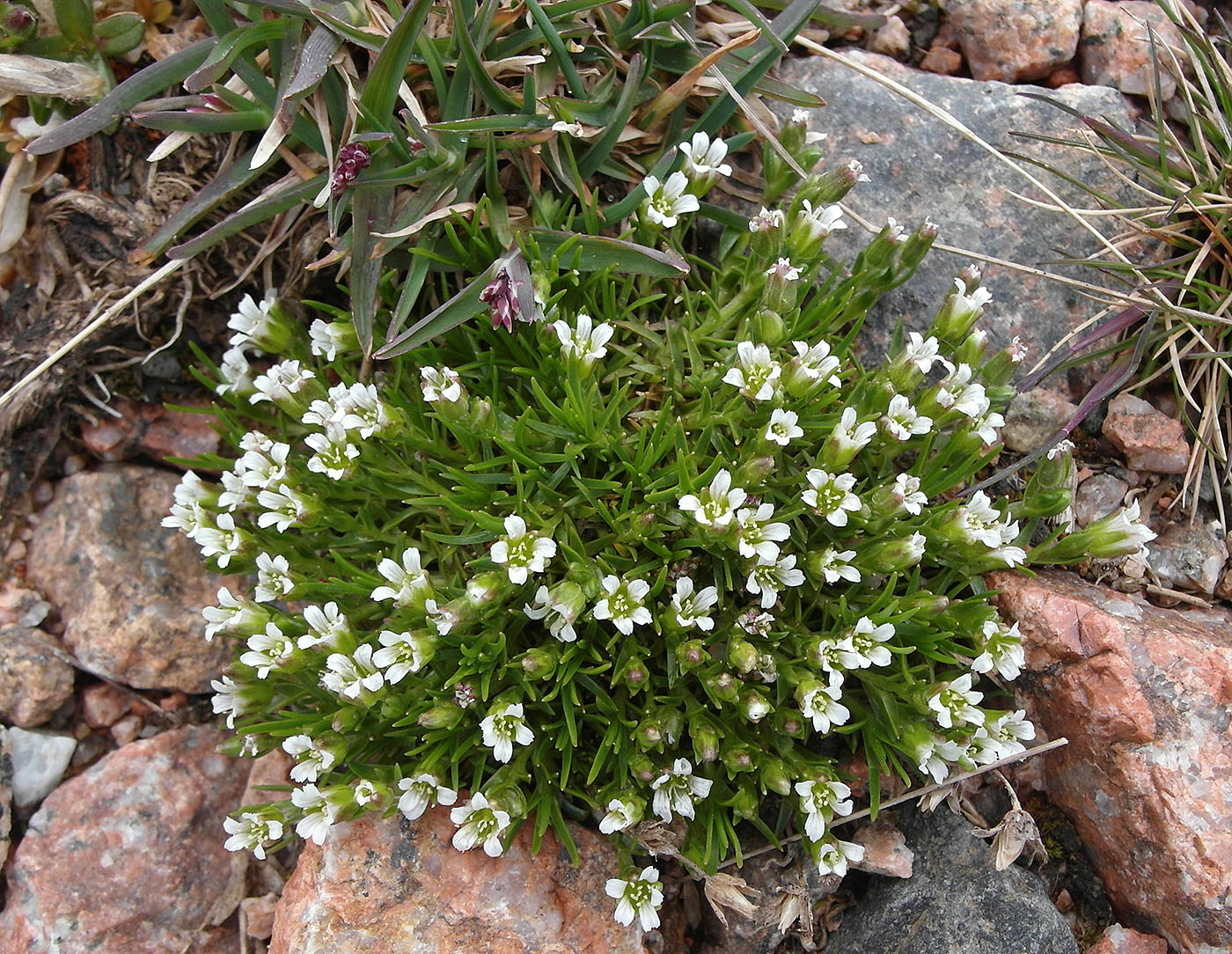 Image of Minuartia biflora specimen.