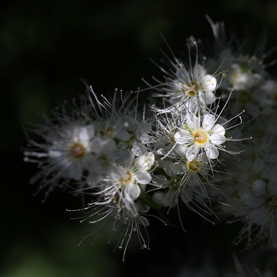 Изображение особи Sorbaria sorbifolia.
