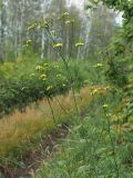Lapsana communis