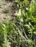 Tulipa patens. Цветущее растение среди рудеральной растительности. Казахстан, г. Астана, Алматинский р-н, просп. Тауелсиздик (Независимости), сорное на газоне. 26.04.2024.