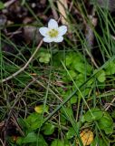 Parnassia palustris
