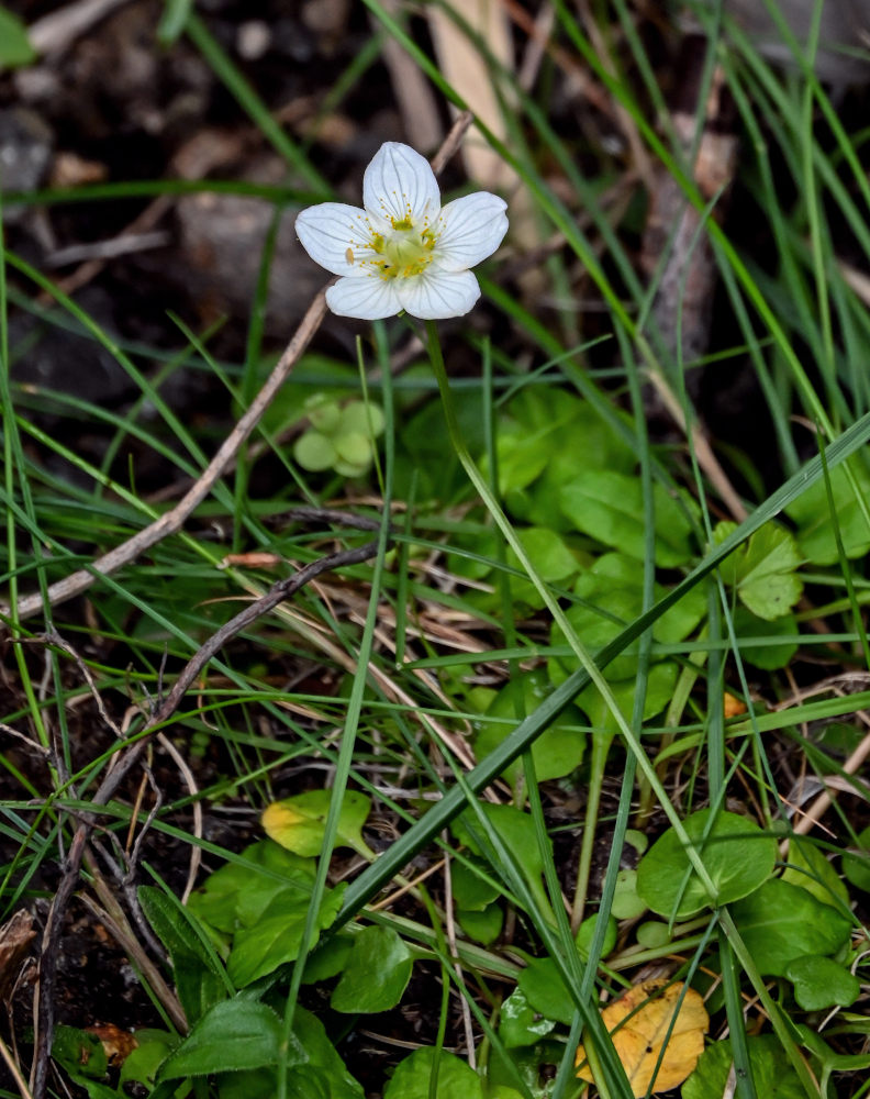 Image of Parnassia palustris specimen.