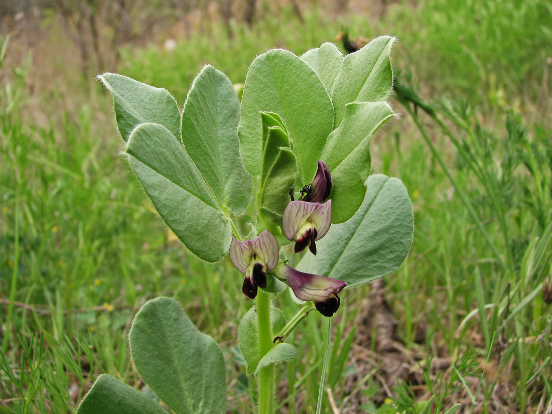 Image of Vicia narbonensis specimen.