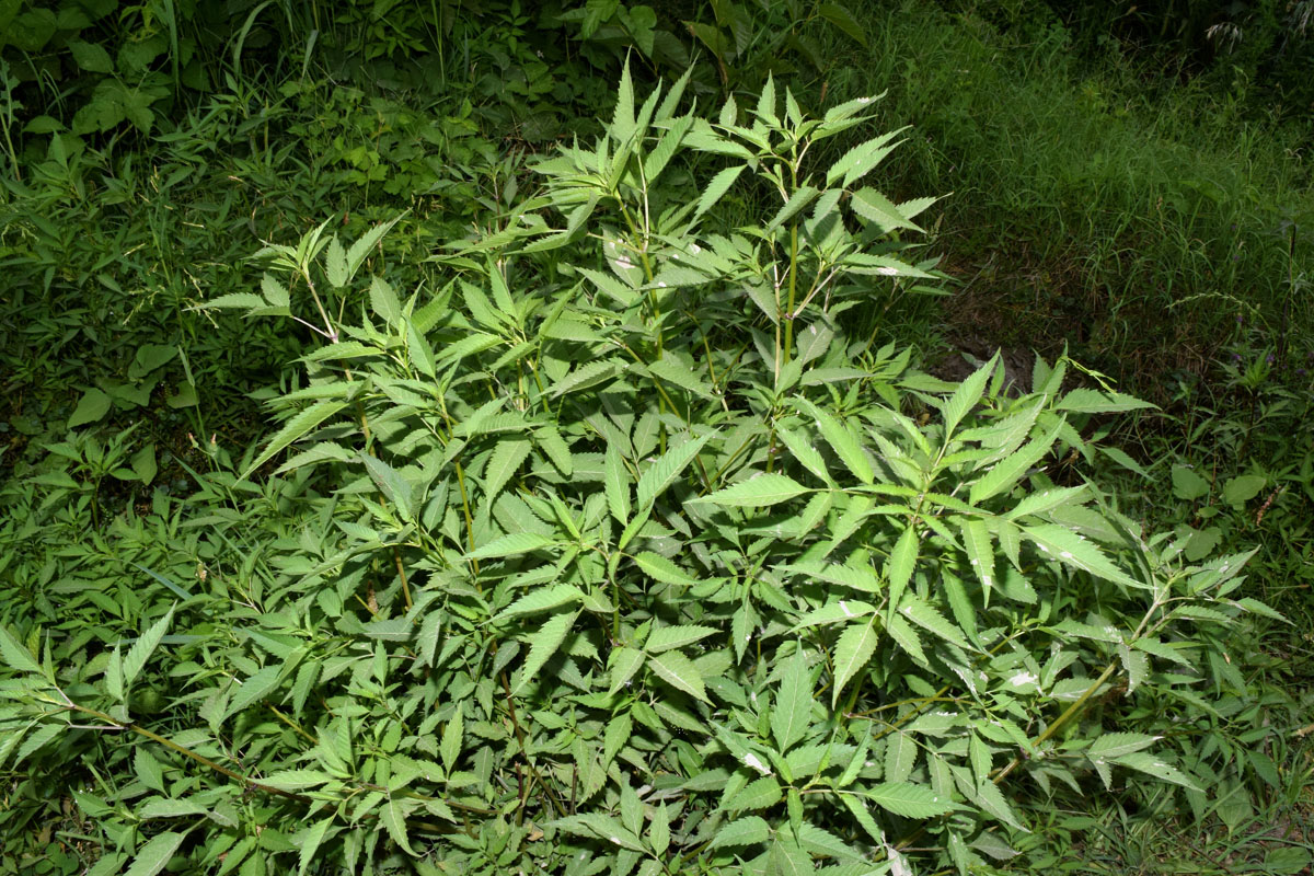 Image of Bidens frondosa specimen.