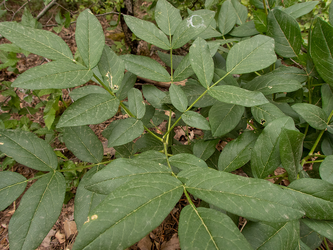 Изображение особи Dictamnus gymnostylis.
