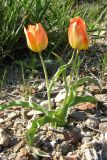 Tulipa suaveolens. Цветущее растение. ЮВ Крым, бух. Тихая. 20 апреля 2008 г.