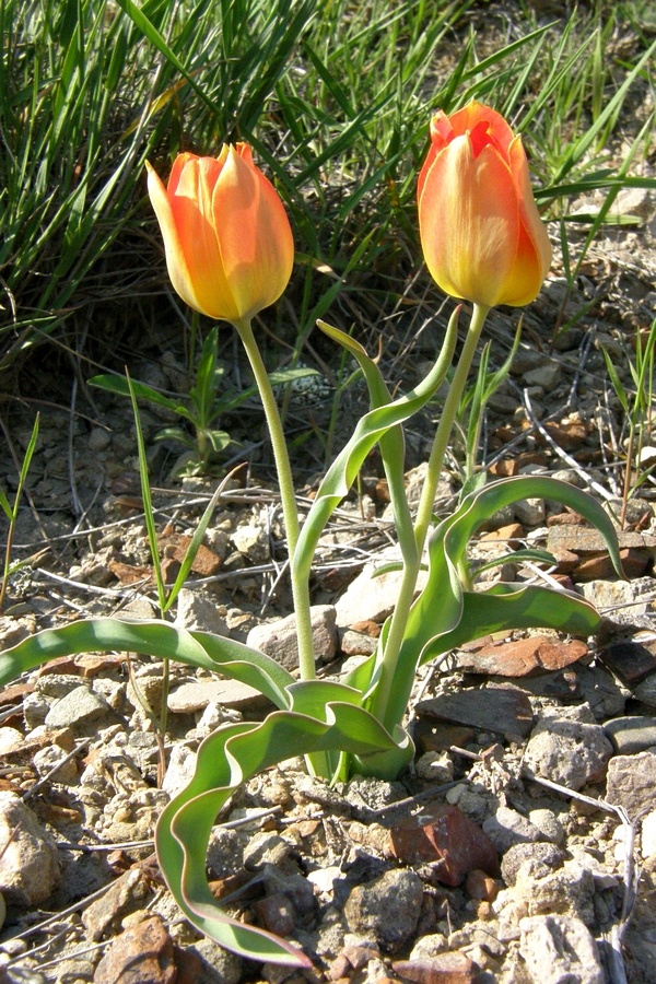 Image of Tulipa suaveolens specimen.