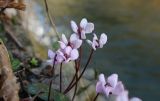 Cyclamen coum
