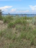 Calamagrostis meinshausenii